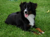 Australian Shepherd fokker