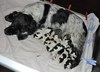 Engelse Cocker Spaniel fokker