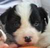 Border Collie fokker