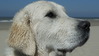 Golden Retriever fokker