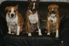 American Staffordshire Terrier fokker