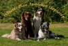 Australian Shepherd fokker