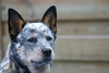 Australian Cattle Dog fokker