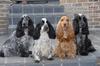 Engelse Cocker Spaniel fokker