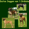 Duitse Dog fokker