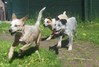 Australian Cattle Dog fokker
