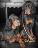 Gordon Setter fokker