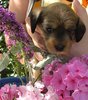 Basset Fauve de Bretagne fokker