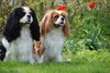 Cavalier King Charles Spaniel fokker