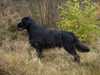 Flat Coated Retriever fokker