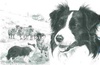 Border Collie fokker