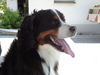 Berner Sennenhond fokker