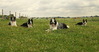 Border Collie fokker