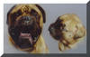 Bullmastiff fokker