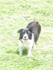 Border Collie fokker