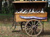 Entlebucher Sennenhond fokker