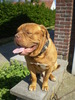 Bordeauxdog fokker