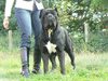 Cane Corso Italiano fokker