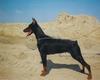 Dobermann fokker