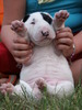 Bull Terrier fokker