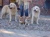Golden Retriever fokker