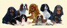 Cavalier King Charles Spaniel fokker
