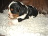 Cavalier King Charles Spaniel fokker