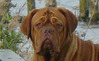 Bordeauxdog fokker