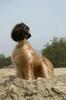 Afghaanse Windhond fokker