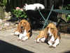 Basset Artesien Normand fokker