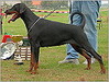 Dobermann fokker