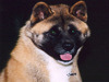 Akita Inu fokker
