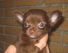 Chihuahua fokker