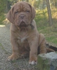 Bordeauxdog fokker