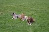 Border Collie fokker