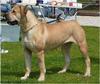 Boerboel fokker