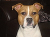 American Staffordshire Terrier fokker