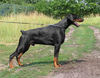 Dobermann fokker
