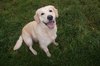 Golden Retriever fokker
