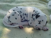 Dalmatische hond fokker