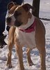 American Staffordshire Terrier fokker