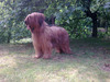 Briard fokker