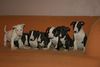 Bull Terrier fokker