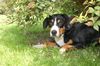 Entlebucher Sennenhond fokker