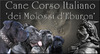 Cane Corso Italiano fokker