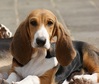 Basset Artesien Normand fokker