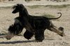 Afghaanse Windhond fokker