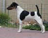 Foxterrier, gladhaar fokker
