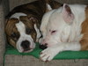 American Staffordshire Terrier fokker