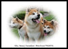 Akita Inu fokker